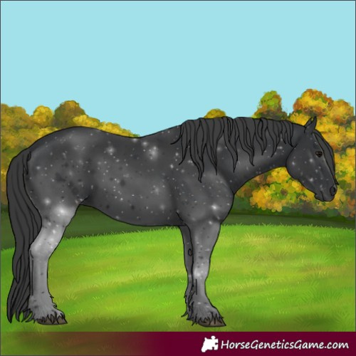 Horse Color:Black 