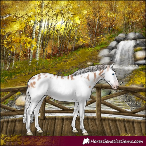 Horse Color:Gray White Spotted Silver Amber Champagne Splash Frame Near Leopard Rabicano 