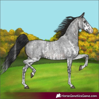 Horse Color:Blue Roan Sabino Splash and Brown Roan Sabino Splash