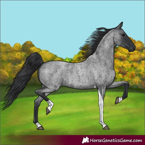 Horse Color:Blue Roan Tobiano Rabicano
