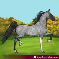 Horse Color:Blue Roan Tobiano Rabicano