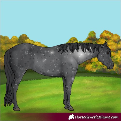 Horse Color:Black 
