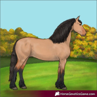 Horse Color:Bay Dun 
