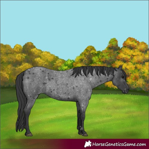Horse Color:Blue Roan 