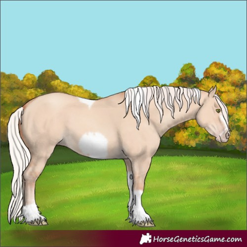 Horse Color:Silver Amber Champagne Dun Sabino Tobiano Frame Rabicano