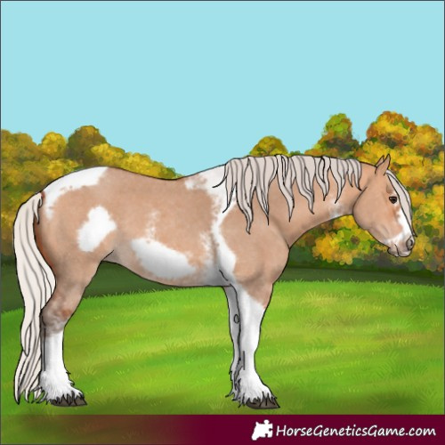 Horse Color:Silver Bay Dun Sabino Tobiano Frame Rabicano