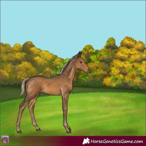 Horse Color:Chocolate Palomino 
