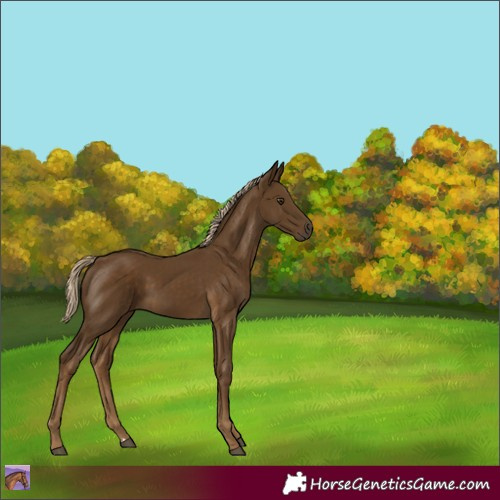 Horse Color:Chocolate Palomino 