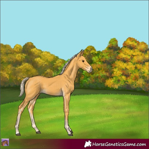 Horse Color:Palomino 