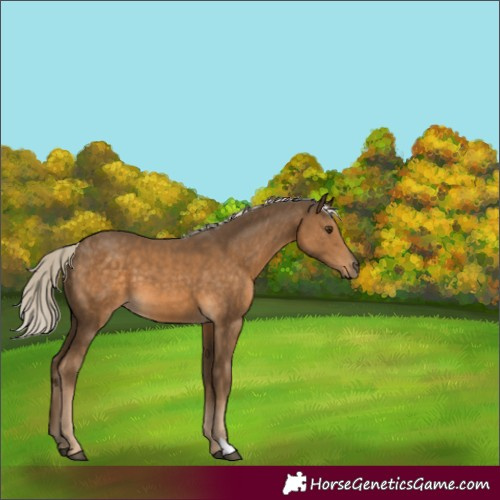 Horse Color:Chocolate Palomino 