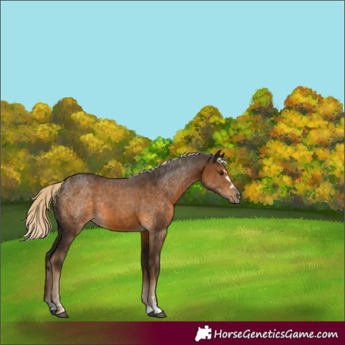Horse Color:Chocolate Palomino 