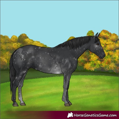 Horse Color:Black 