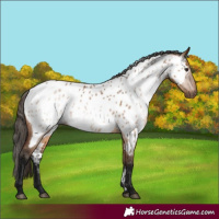 Horse Color:Gray Bay Dun Appaloosa 