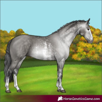 Horse Color:Gray Grullo Sabino 