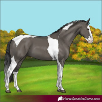 Horse Color:Grullo Splash Tobiano