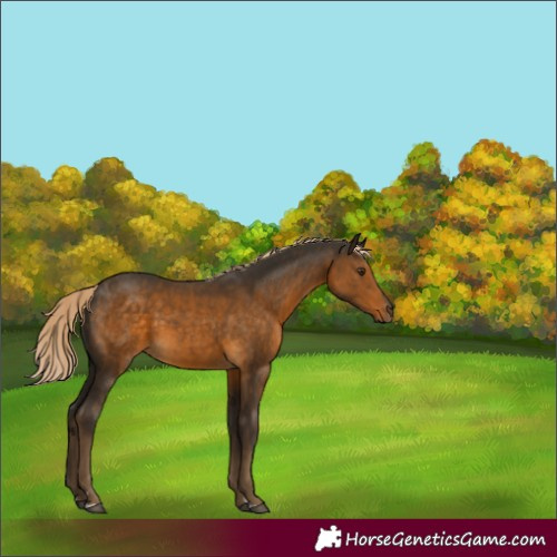 Horse Color:Chocolate Palomino 