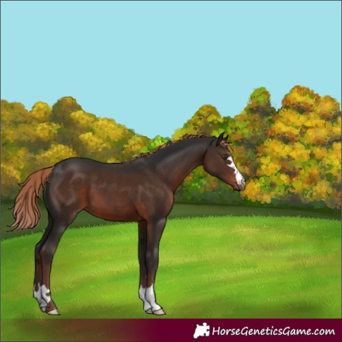 Horse Color:Liver Chestnut 