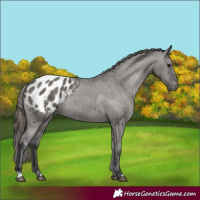 Horse Color:Grullo Appaloosa Rabicano 