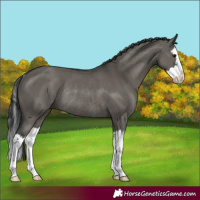 Horse Color:Grullo Splash Rabicano 