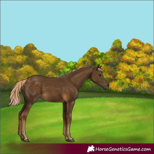 Horse Color:Chocolate Palomino 