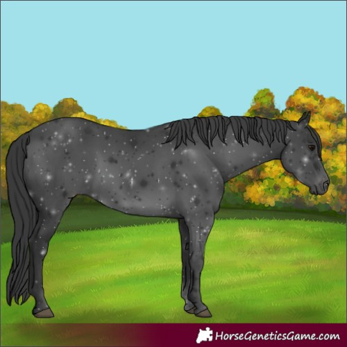 Horse Color:Black 