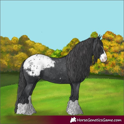 Horse Color:Black Splash Appaloosa