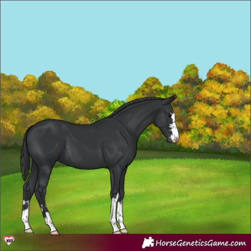Horse Color:Black Appaloosa 