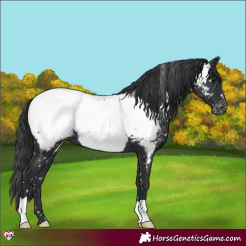 Horse Color:Black Appaloosa 