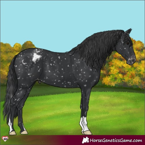 Horse Color:Black Appaloosa 