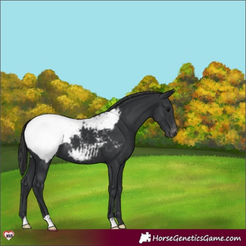 Horse Color:Black Appaloosa 