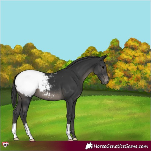 Horse Color:Black Appaloosa 