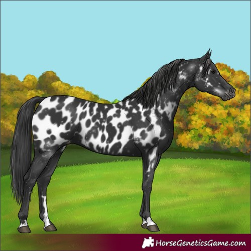 Horse Color:Unknown 