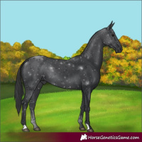 Horse Color:Black 