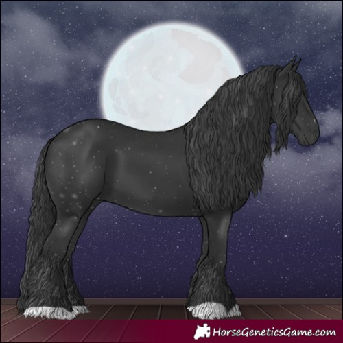 Horse Color:Black 