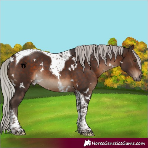 Horse Color:White Spotted Silver Brown Tobiano Rabicano 