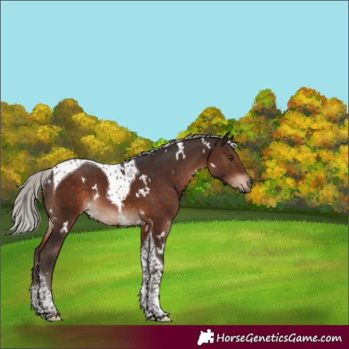 Horse Color:White Spotted Silver Brown Tobiano Rabicano 