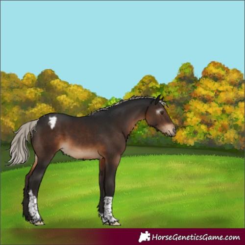 Horse Color:Gray Silver Brown Tobiano Appaloosa Rabicano 