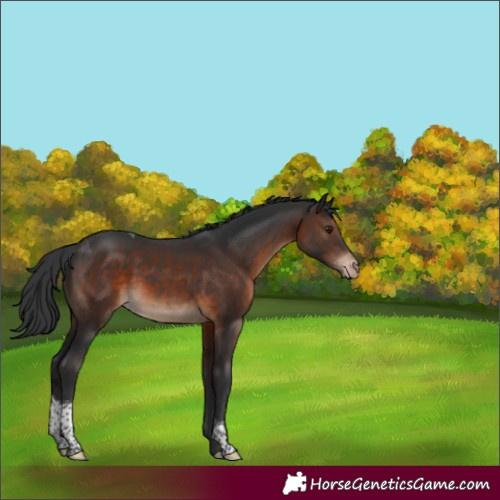 Horse Color:Brown Tobiano Appaloosa Rabicano 