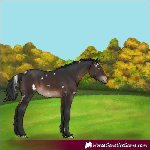Horse Color:White Spotted Brown Appaloosa Rabicano 