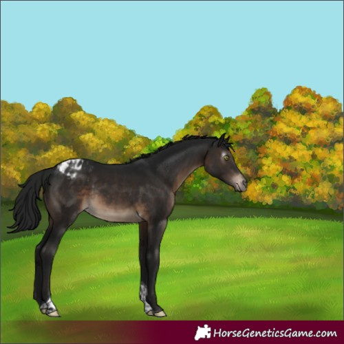 Horse Color:Gray Brown Tobiano Appaloosa Rabicano 