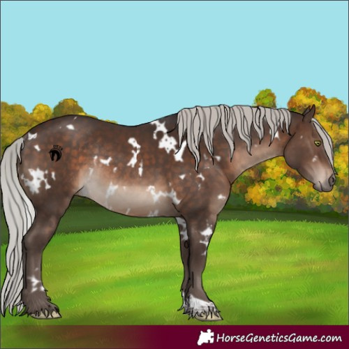 Horse Color:White Spotted Silver Brown Rabicano 