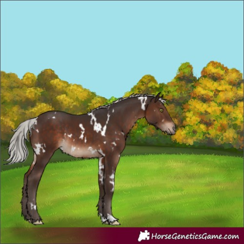 Horse Color:White Spotted Silver Brown Rabicano 