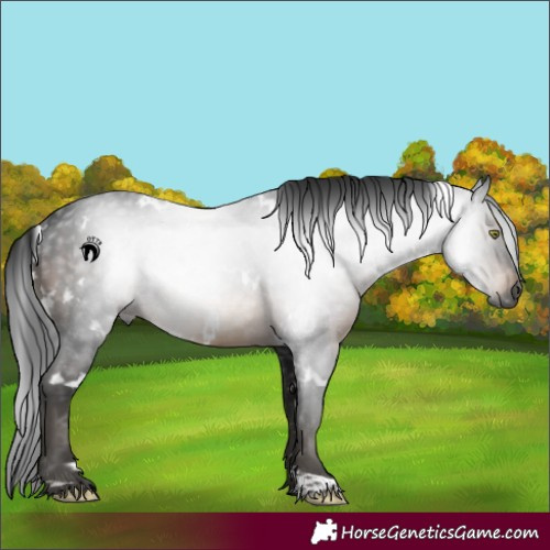Horse Color:Gray White Spotted Brown Rabicano