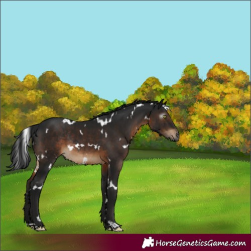 Horse Color:Gray White Spotted Brown Rabicano 