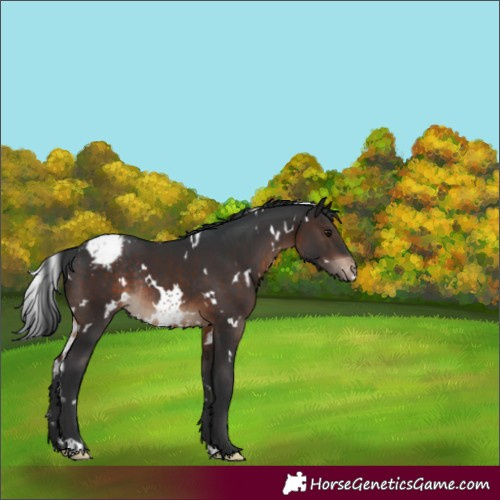 Horse Color:White Spotted Brown Appaloosa Rabicano 