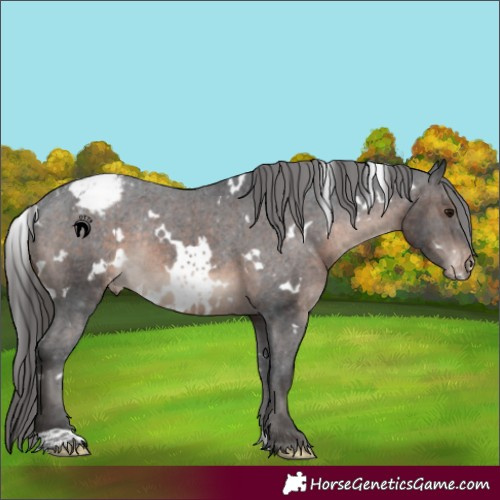 Horse Color:White Spotted Brown Appaloosa Rabicano