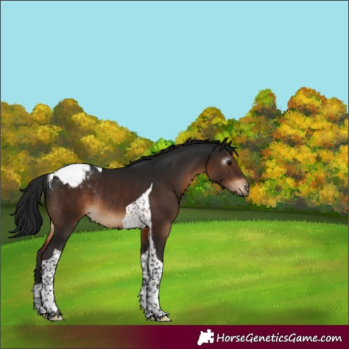 Horse Color:Gray Brown Tobiano Appaloosa Rabicano 