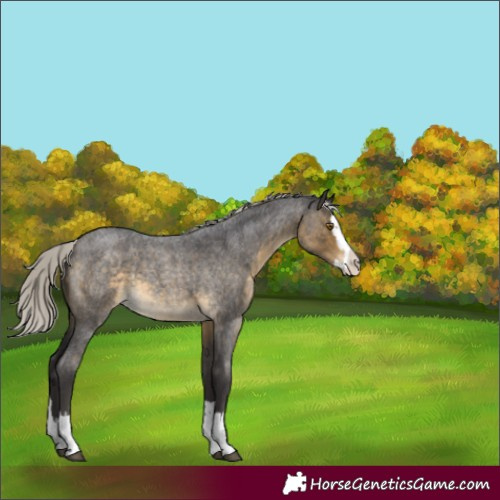 Horse Color:Silver Buckskin Roan Splash 