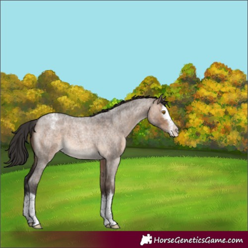 Horse Color:Brown Roan Dun Splash Appaloosa 