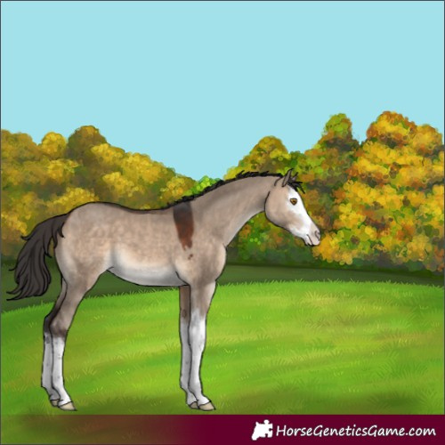 Horse Color:Brown Dun Splash 